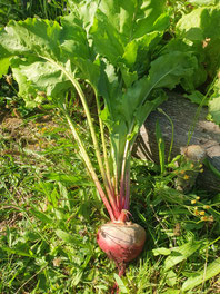 Rote Beete Knolle mit Chlorophyll- Blattwerk