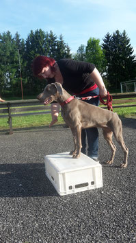Einzeltraining Hundesschule Rottal-Inn