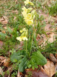 Schlüsselblumenbestand auf der Fläche (nabu hu)