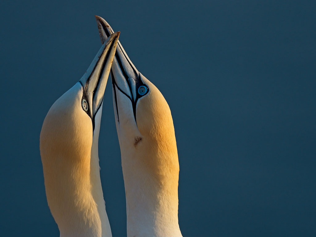 Basstölpel, Helgoland, Deutschland