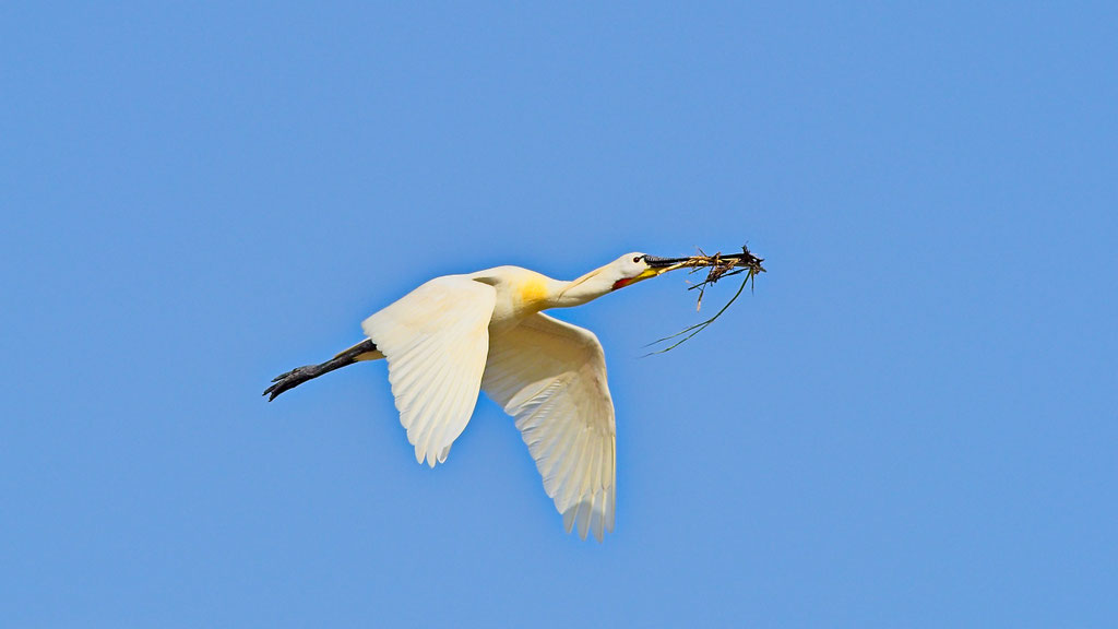 Löffler, Texel, Niederlande