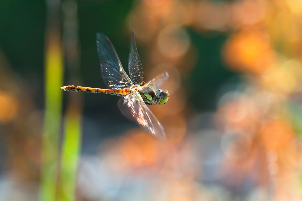 Libelle auf Kontrollflug