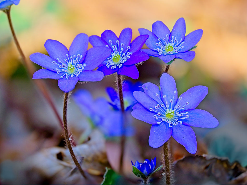 Leberblümchen