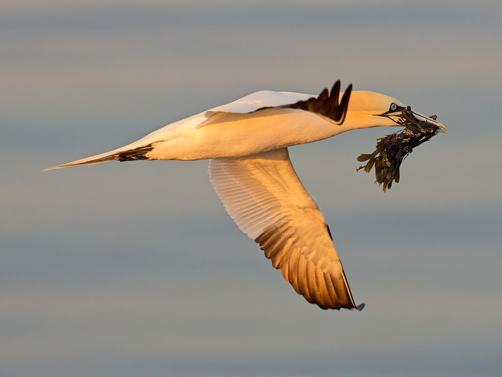 Basstölpel, Helgoland, Deutschland