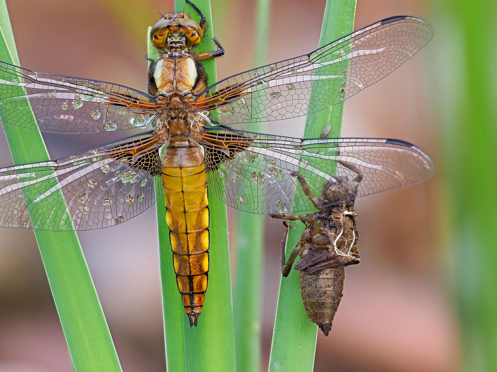 Libelle mit Exuvie