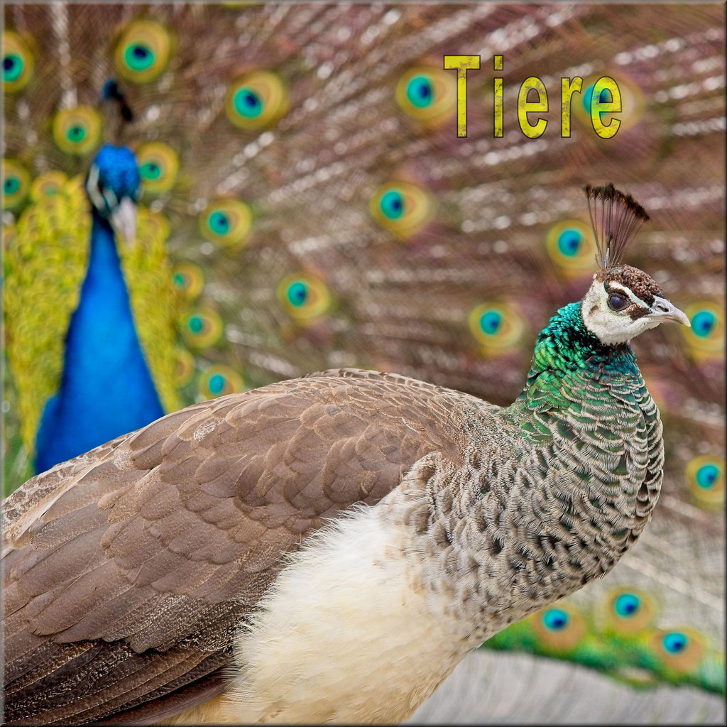 Tiere