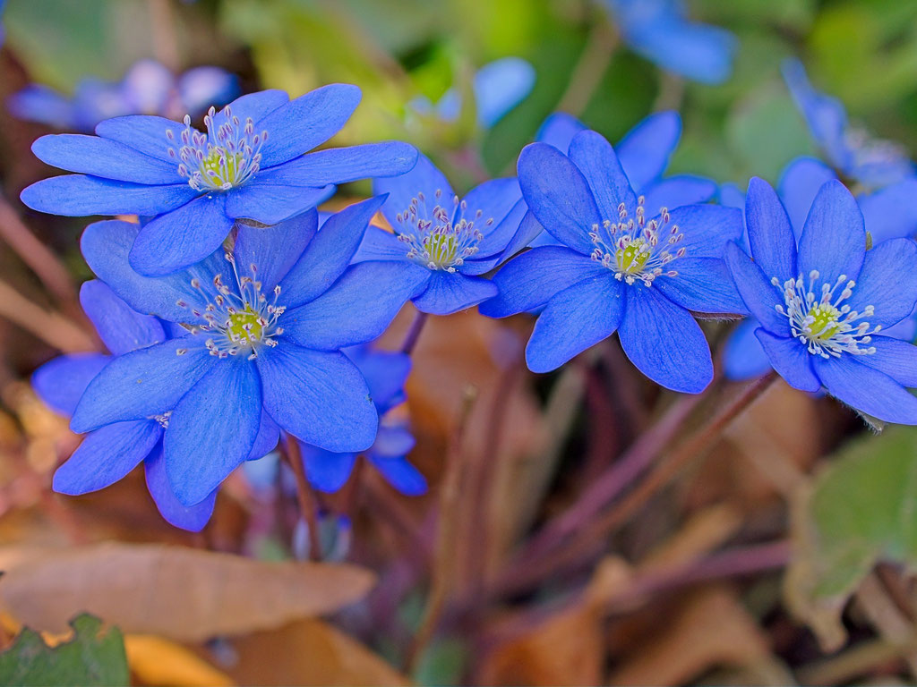 Leberblümchen