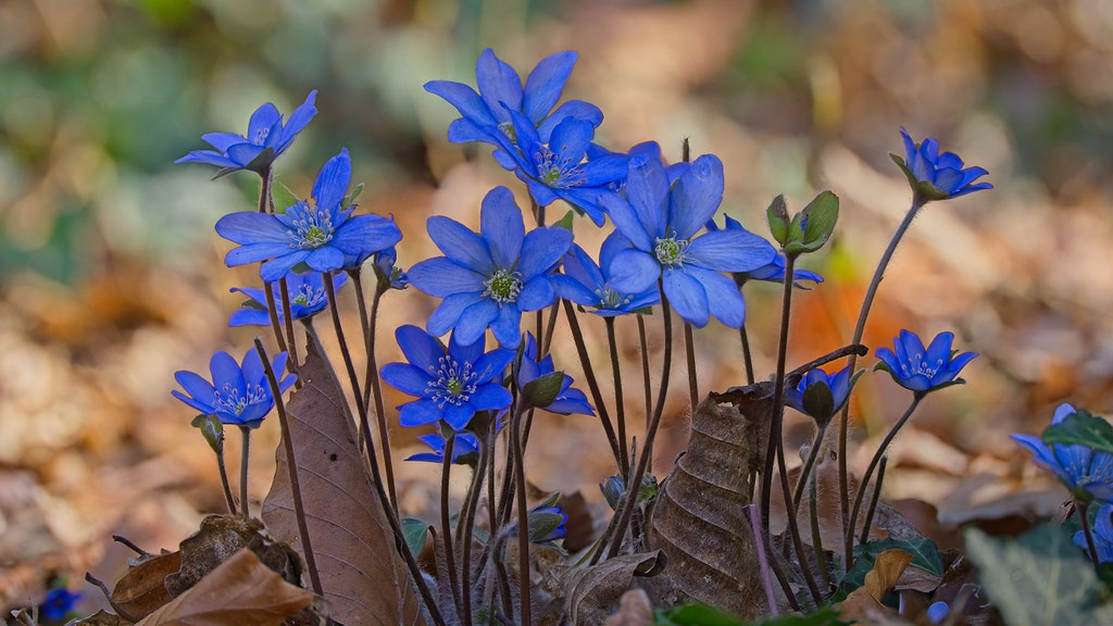 Leberblümchen