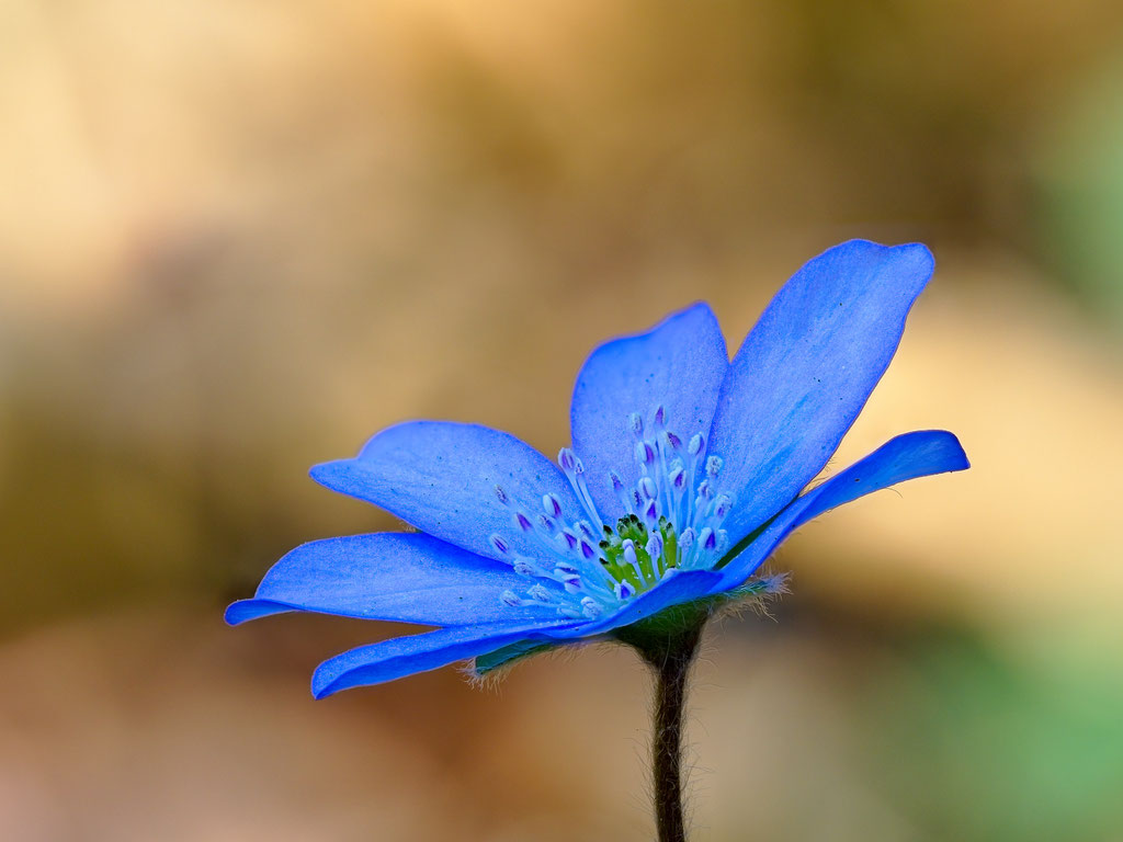Leberblümchen