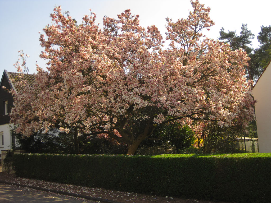 Magnolienbaum in einem Vorgarten