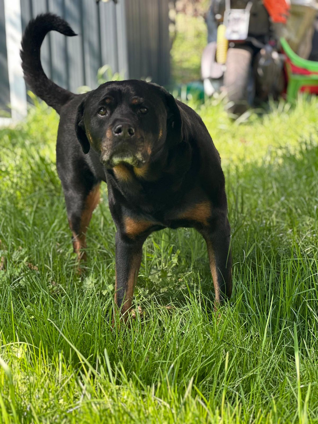Bild von Rottweiler Zeus
