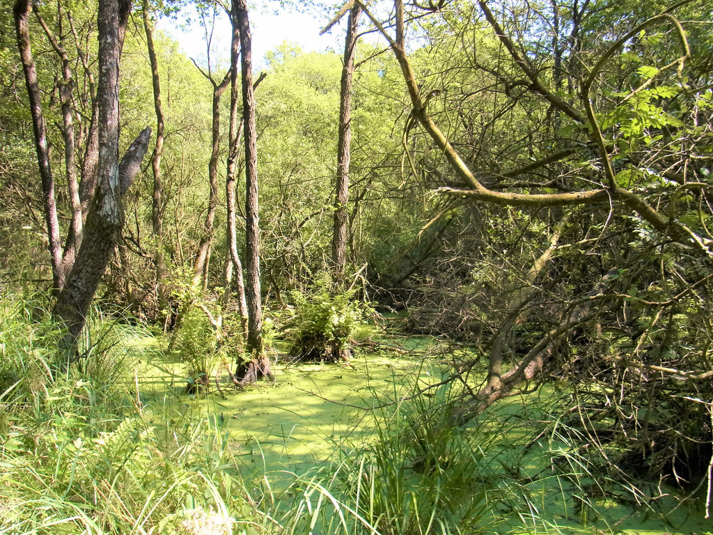 Urlaub in der Natur Darßer Urwald Nationalpark