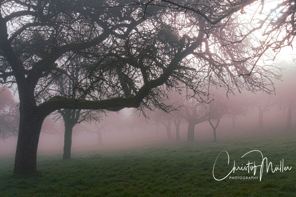 An old Apple Tree Orchard