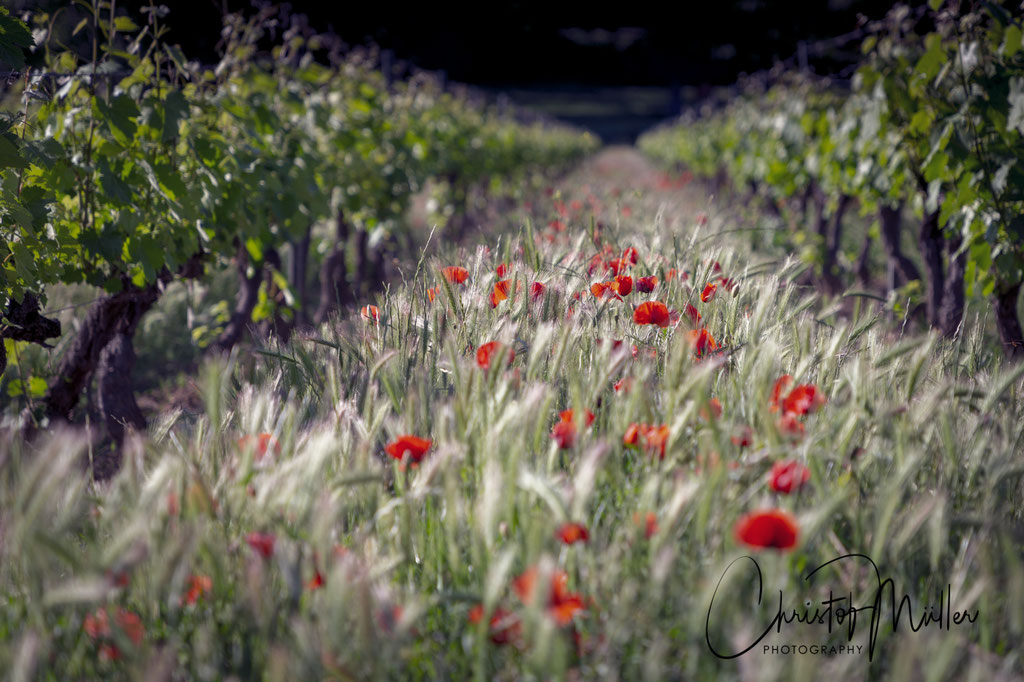 Poppy Flowers in a Vineyard (Provence)