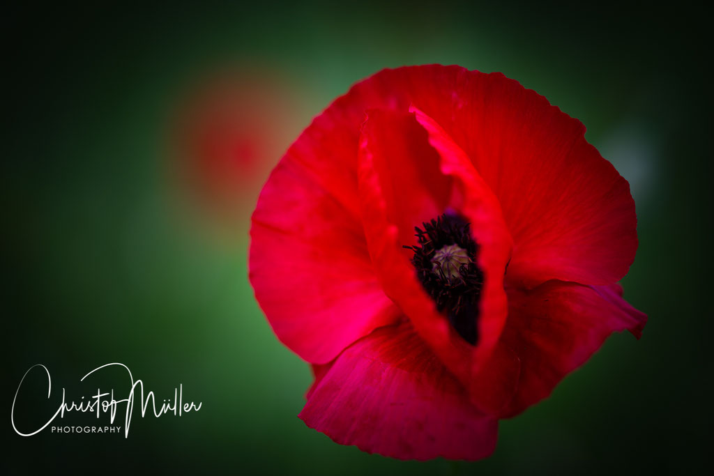 Common Poppy (Papaver rhoeas) (Luxembourg)