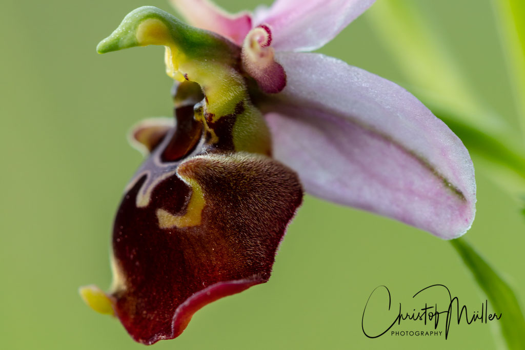 Late spider orchid (Ophrys holoserica , D: Hummel-Ragwurz F: Ophrys bourdon) (Luxembourg)