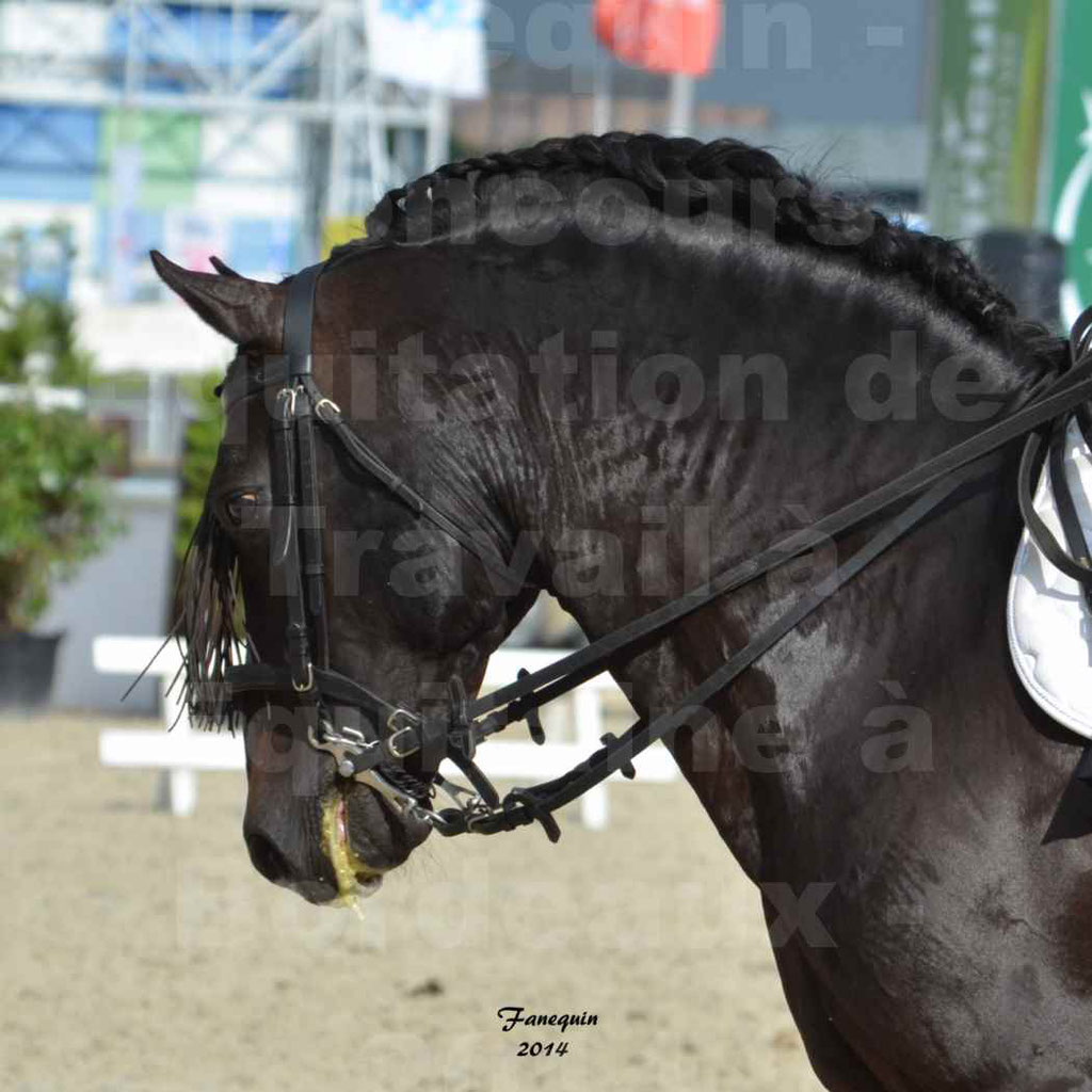 Salon Equitaine Bordeaux 2014 - Portraits de chevaux d'Equitation de travail - 36