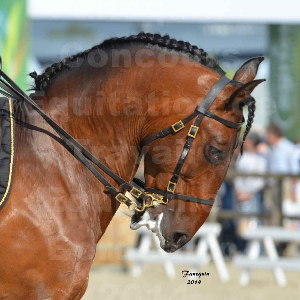 Salon Equitaine Bordeaux 2014 - Portraits de chevaux d'Equitation de travail - 72