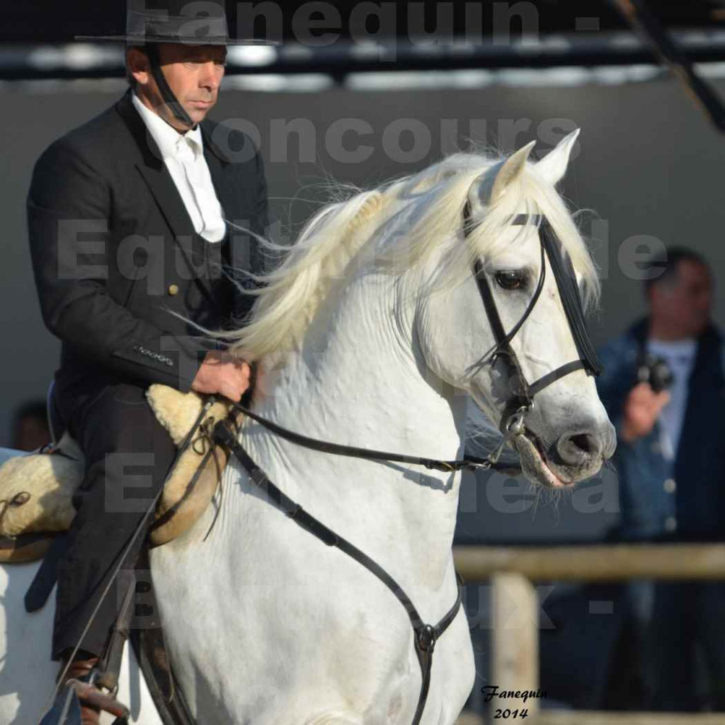Salon Equitaine Bordeaux 2014 - Portraits de chevaux d'Equitation de travail - 29