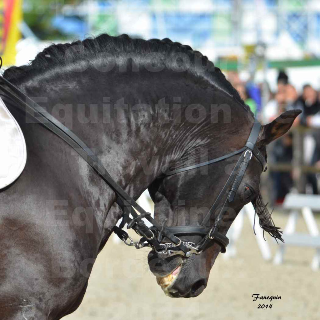Salon Equitaine Bordeaux 2014 - Portraits de chevaux d'Equitation de travail - 34