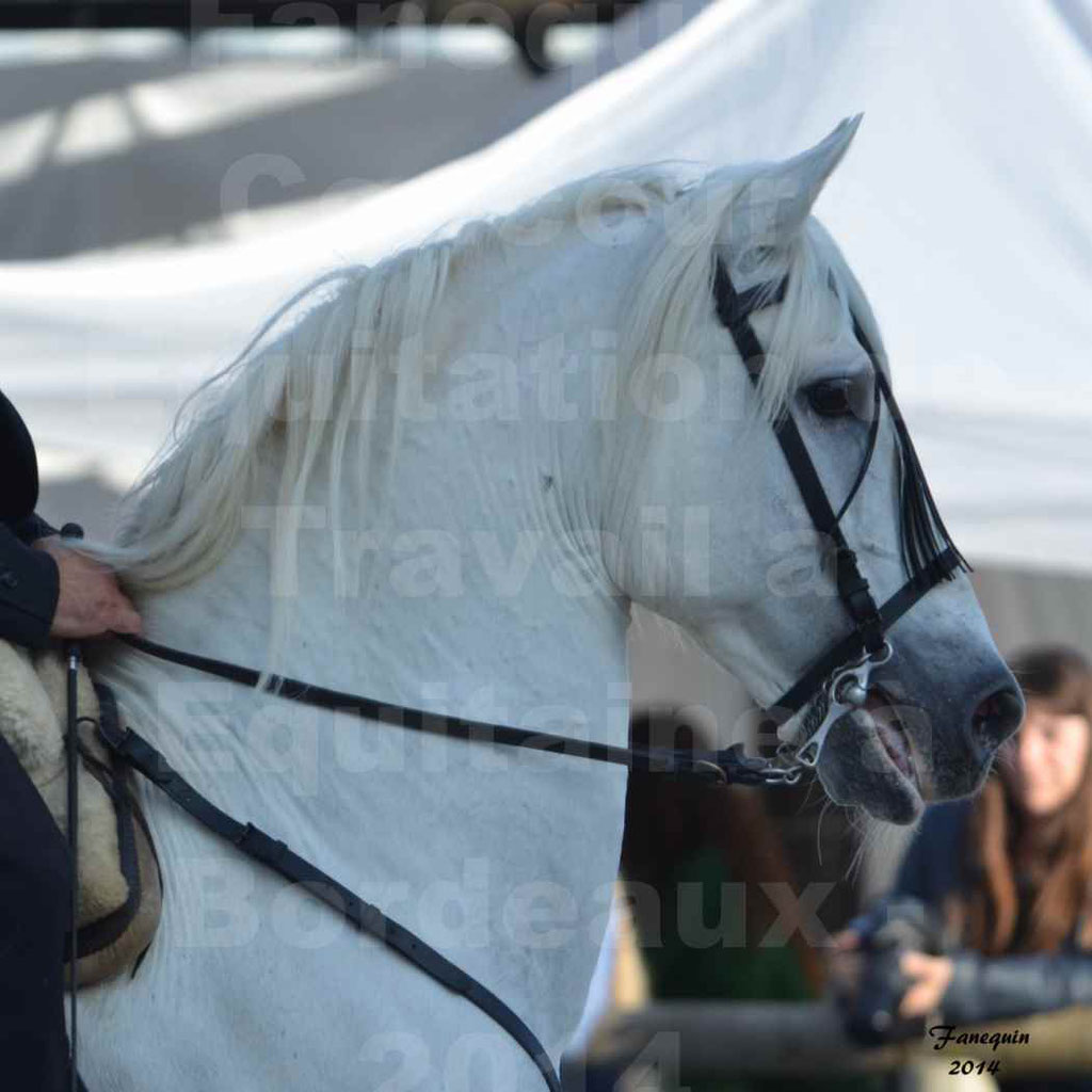 Salon Equitaine Bordeaux 2014 - Portraits de chevaux d'Equitation de travail - 85