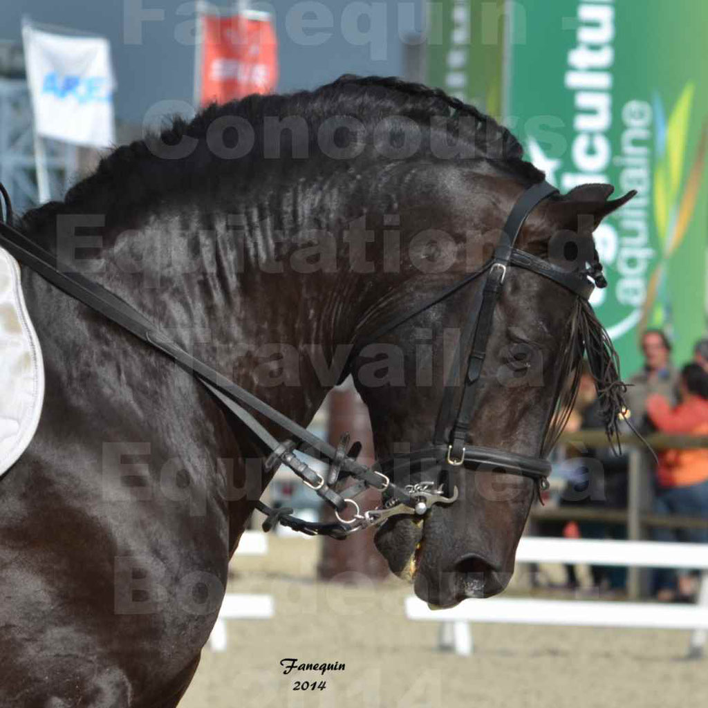 Salon Equitaine Bordeaux 2014 - Portraits de chevaux d'Equitation de travail - 35
