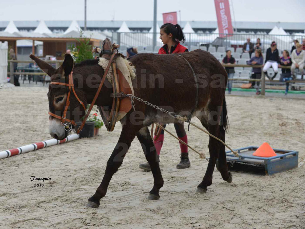 Salon Equitaine de Bordeaux 2015 - Démonstration d'âne attelé - 2