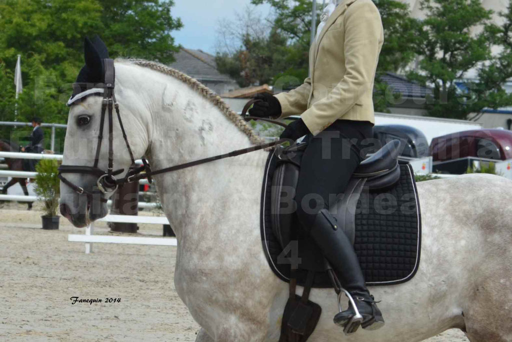 Salon Equitaine Bordeaux 2014 - Portraits de chevaux d'Equitation de travail - 44