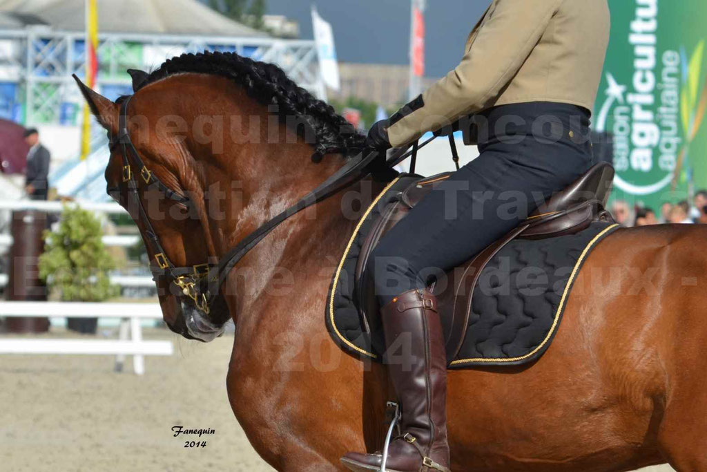 Salon Equitaine Bordeaux 2014 - Portraits de chevaux d'Equitation de travail - 61