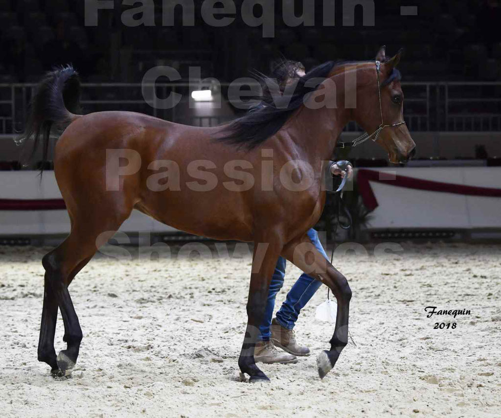 Cheval passion 2018 - Show des éleveurs - Chevaux ARABES - Notre Sélection - 47