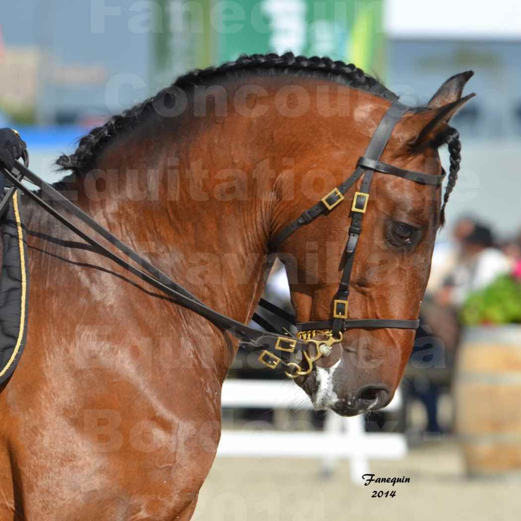 Salon Equitaine Bordeaux 2014 - Portraits de chevaux d'Equitation de travail - 13