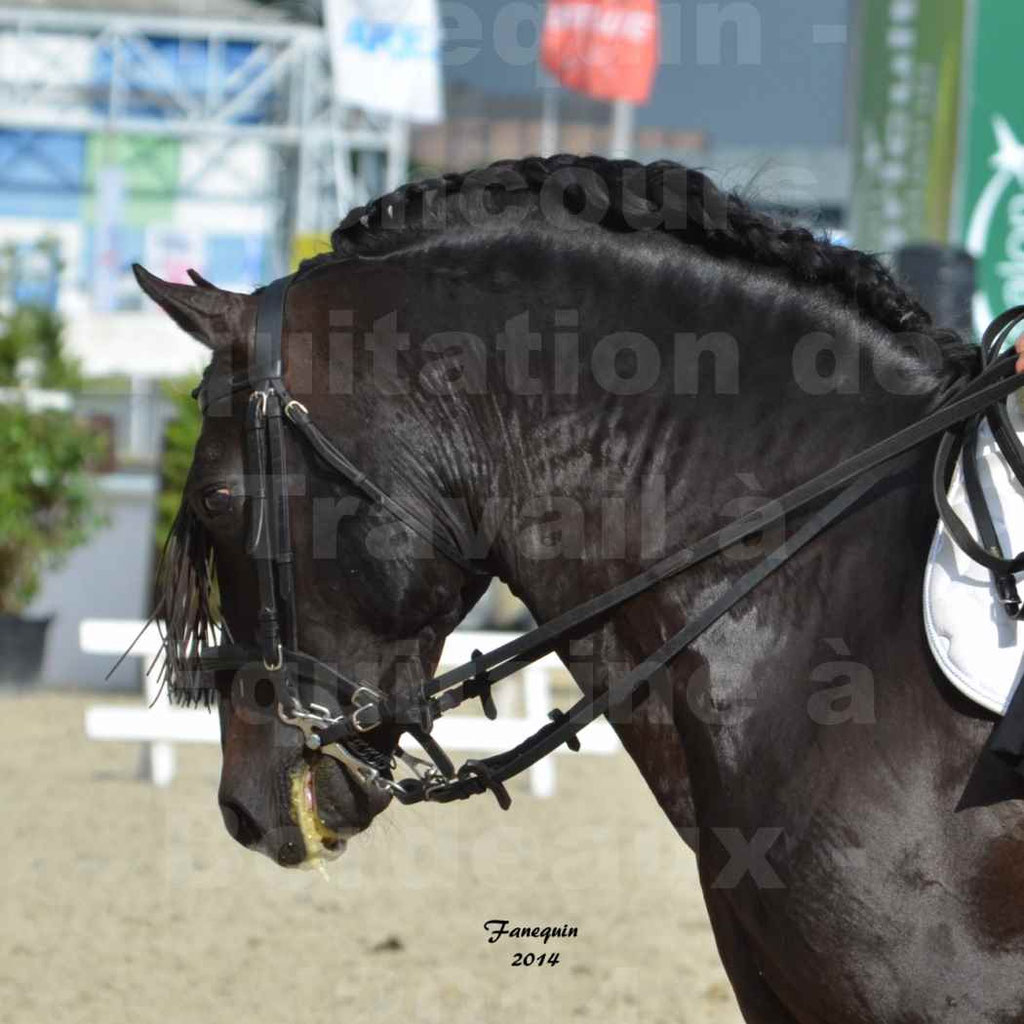 Salon Equitaine Bordeaux 2014 - Portraits de chevaux d'Equitation de travail - 09