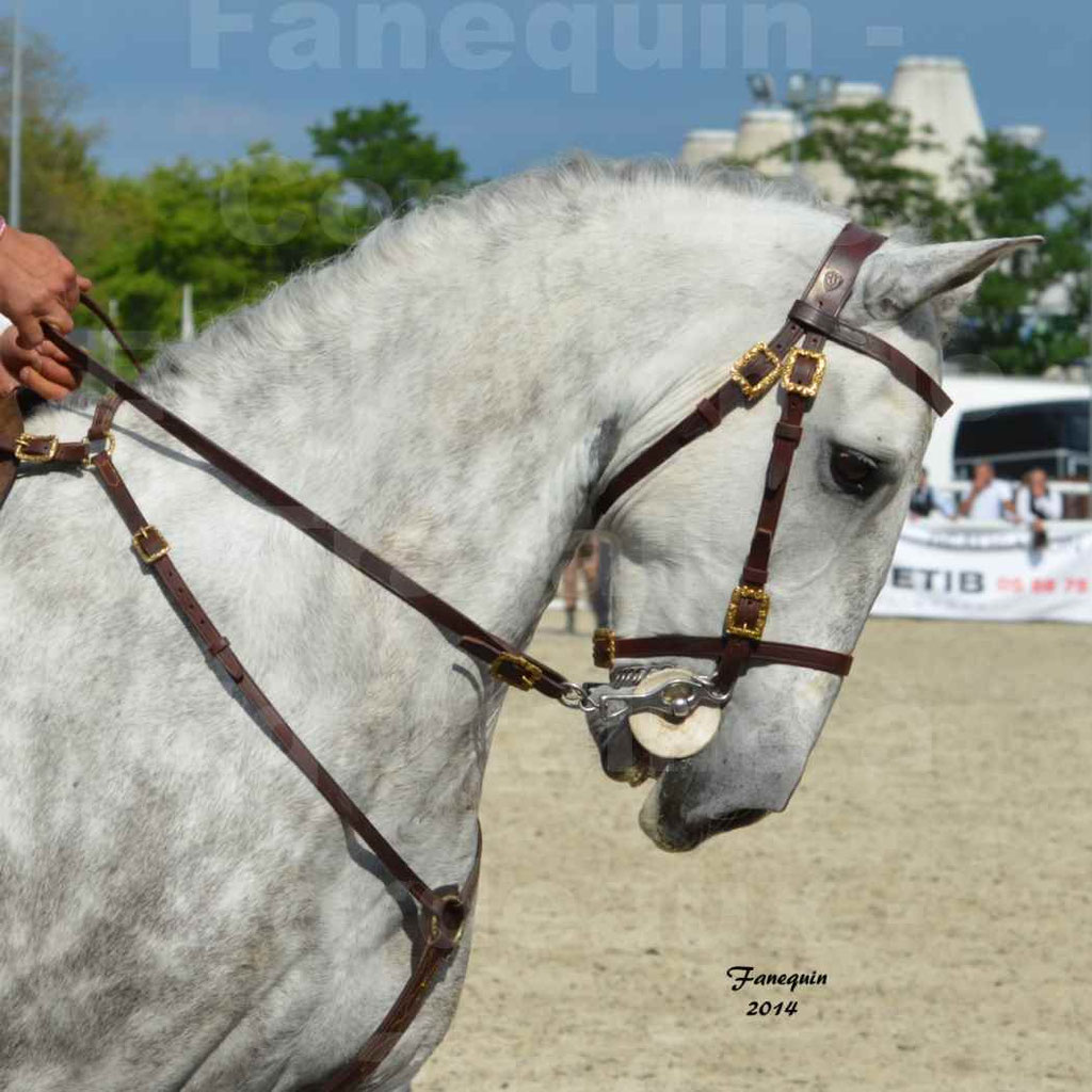 Salon Equitaine Bordeaux 2014 - Portraits de chevaux d'Equitation de travail - 92
