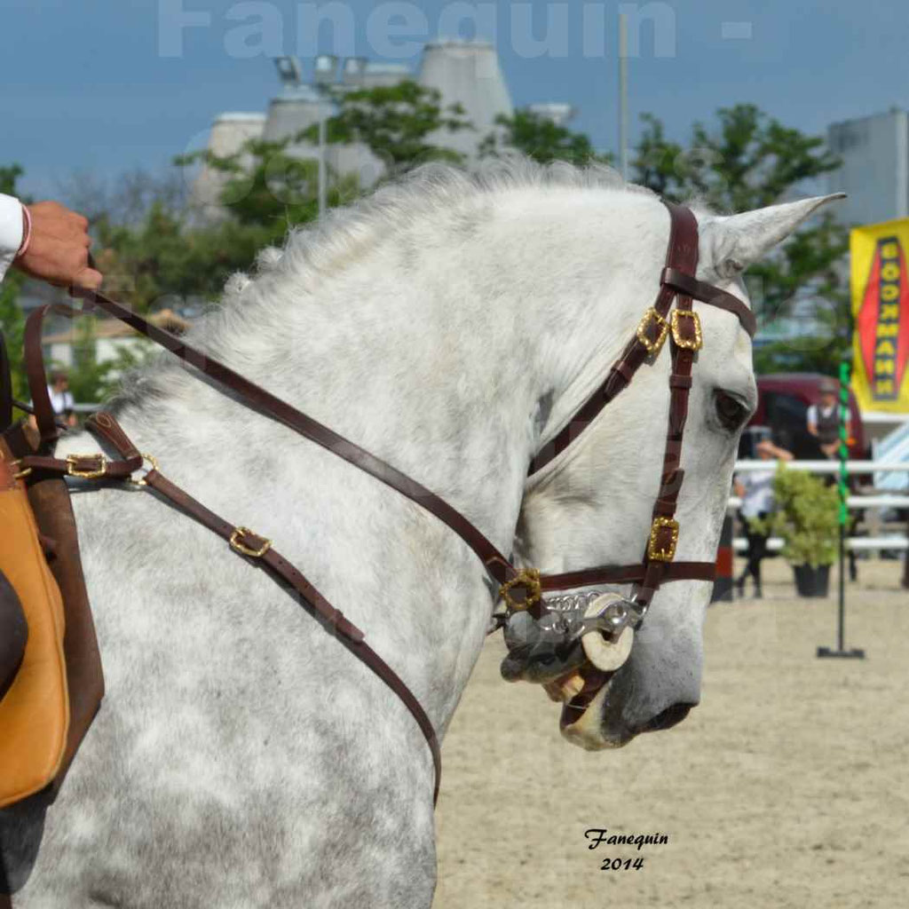 Salon Equitaine Bordeaux 2014 - Portraits de chevaux d'Equitation de travail - 51