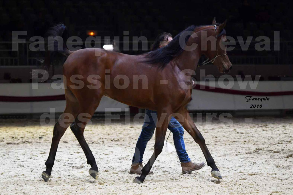 Cheval passion 2018 - Show des éleveurs - Chevaux ARABES - Notre Sélection - 48