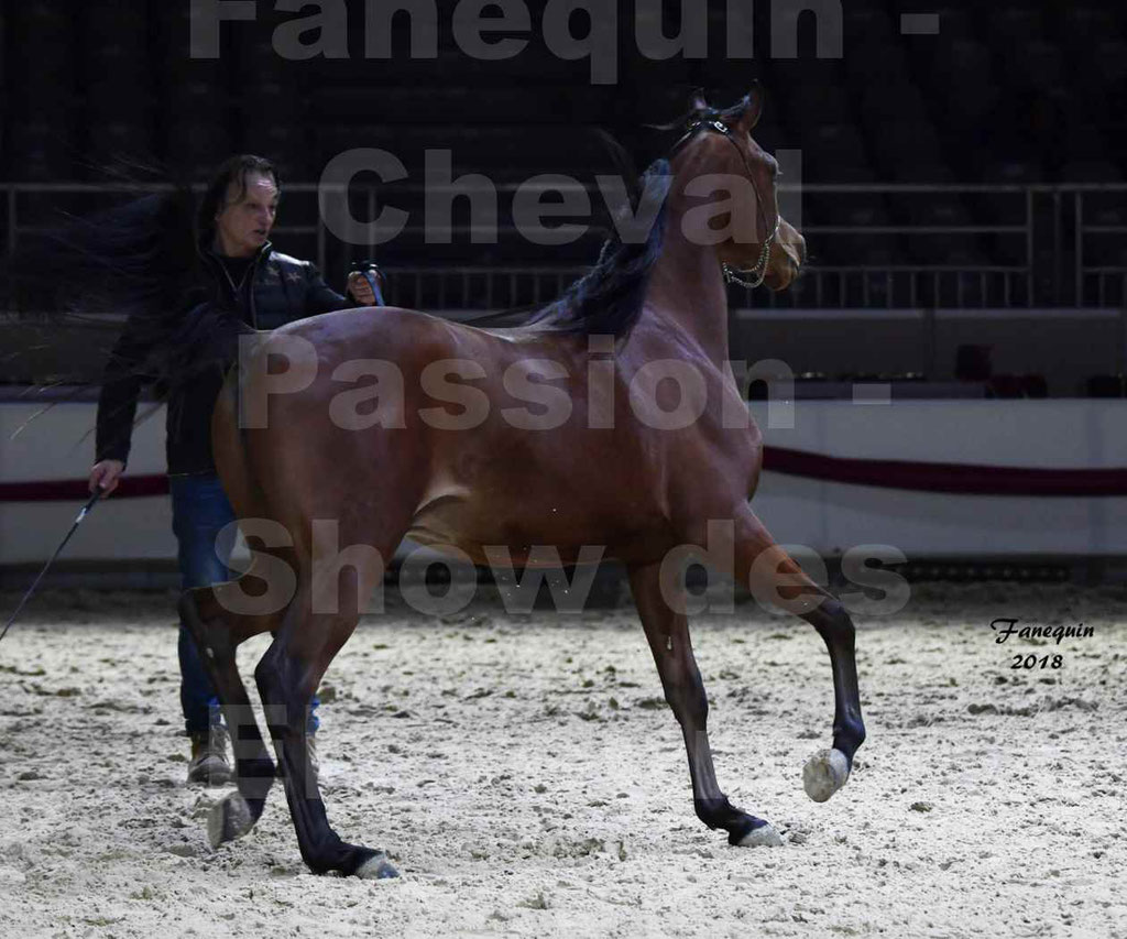 Cheval passion 2018 - Show des éleveurs - Chevaux ARABES - Notre Sélection - 49