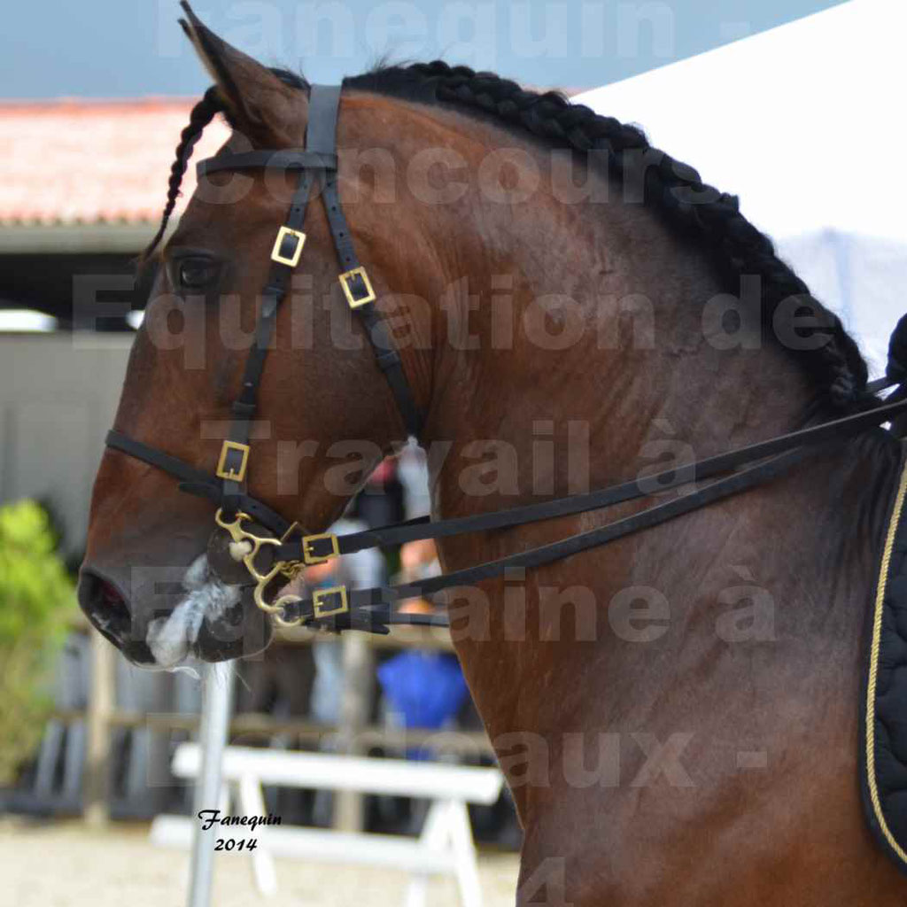 Salon Equitaine Bordeaux 2014 - Portraits de chevaux d'Equitation de travail - 18