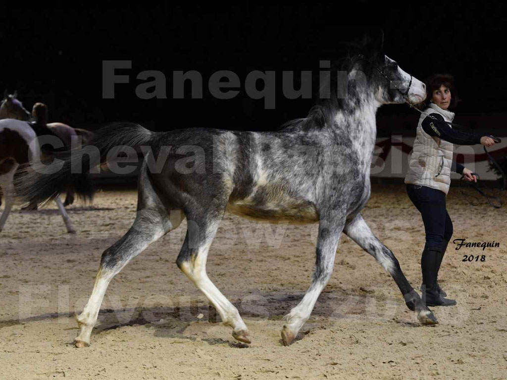 Cheval passion 2018 - Show des éleveurs - Chevaux ARABES - Notre Sélection - 19