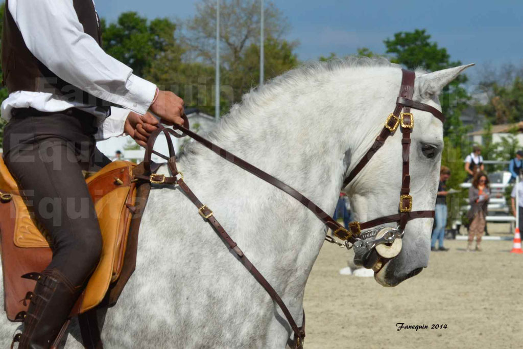 Salon Equitaine Bordeaux 2014 - Portraits de chevaux d'Equitation de travail - 49