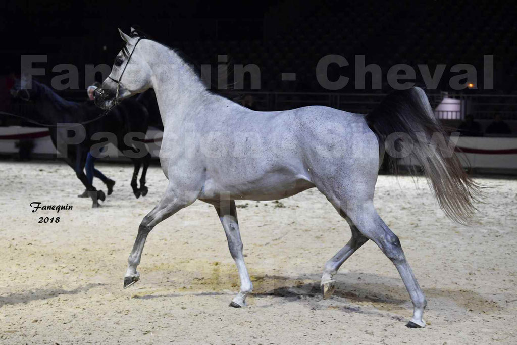 Cheval passion 2018 - Show des éleveurs - Chevaux ARABES - Notre Sélection - 50