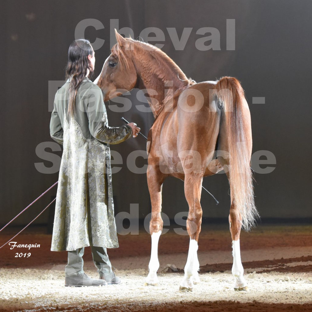 Cheval Passion 2019 - Spectacle Les CRINIÈRES d'OR - Frédéric PIGNON & cheval Arabe alezan en liberté