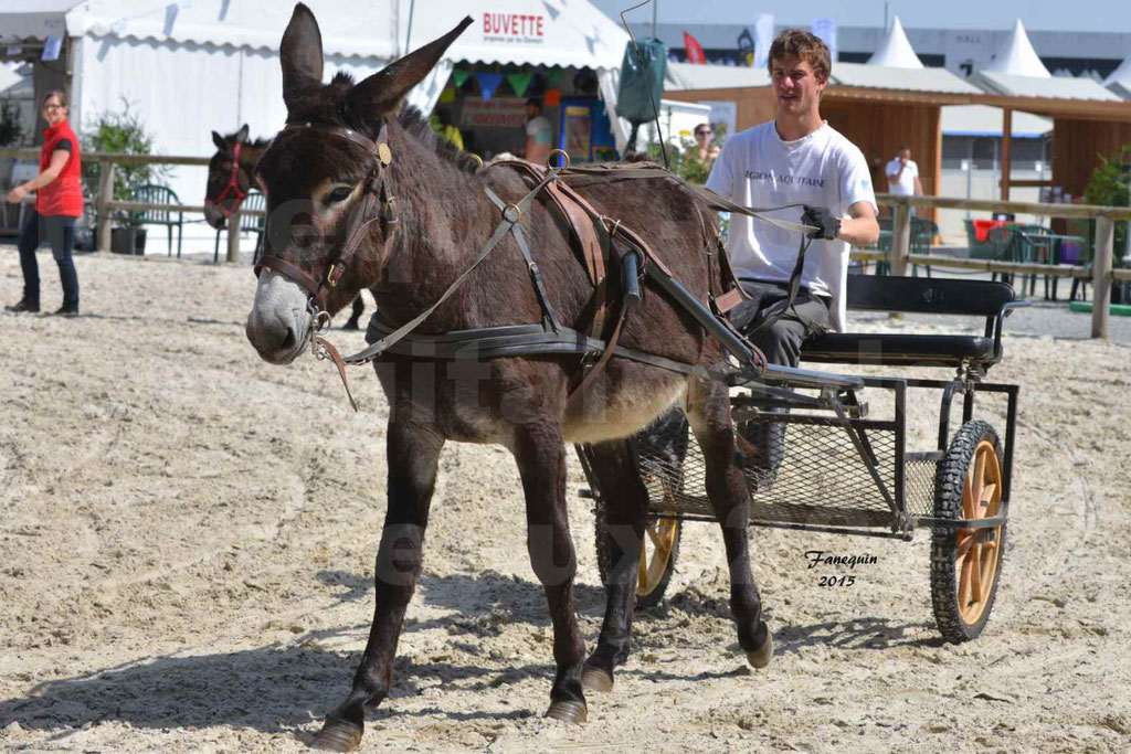 Salon Equitaine de Bordeaux 2015 - Démonstration d'âne attelé - 4