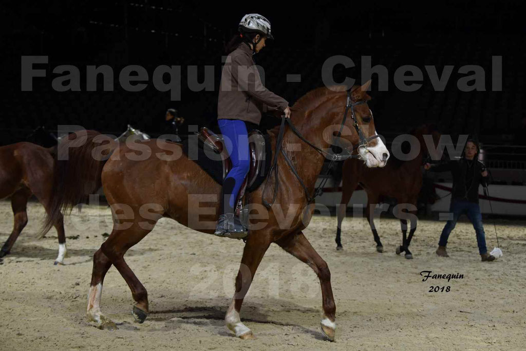Cheval passion 2018 - Show des éleveurs - Chevaux ARABES - Notre Sélection - 323