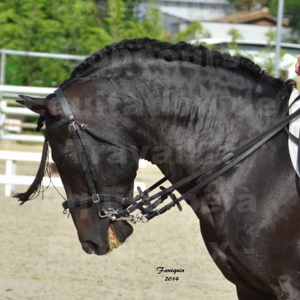 Salon Equitaine Bordeaux 2014 - Portraits de chevaux d'Equitation de travail - 06