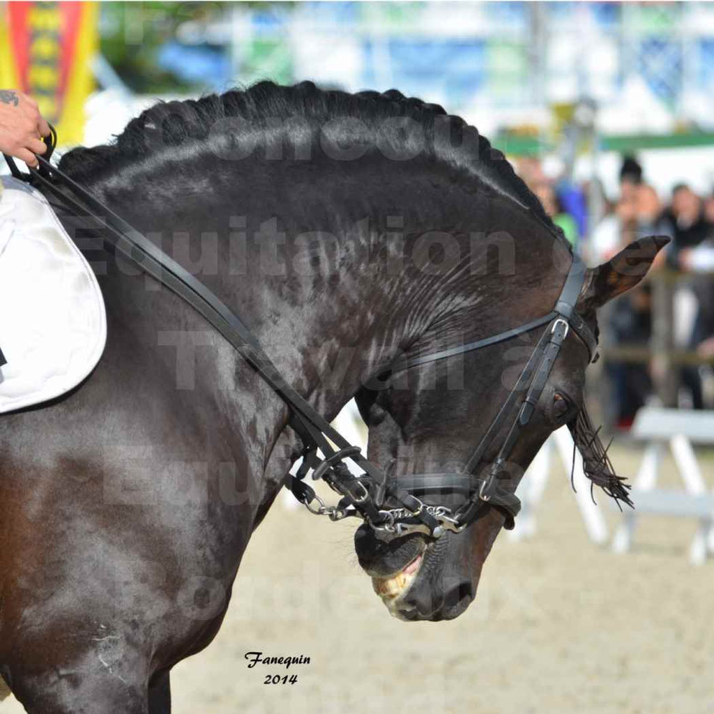 Salon Equitaine Bordeaux 2014 - Portraits de chevaux d'Equitation de travail - 05