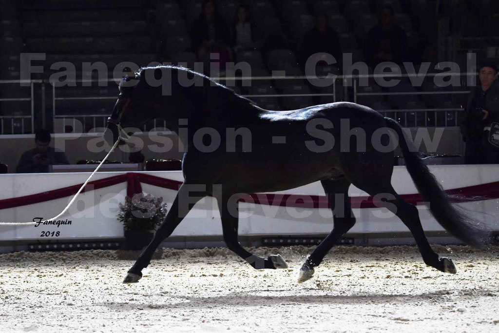 Cheval passion 2018 - Show des éleveurs - Chevaux ESPAGNOL - Notre Sélection - 13