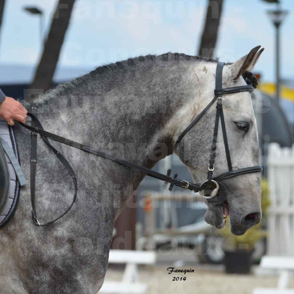 Salon Equitaine Bordeaux 2014 - Portraits de chevaux d'Equitation de travail - 78