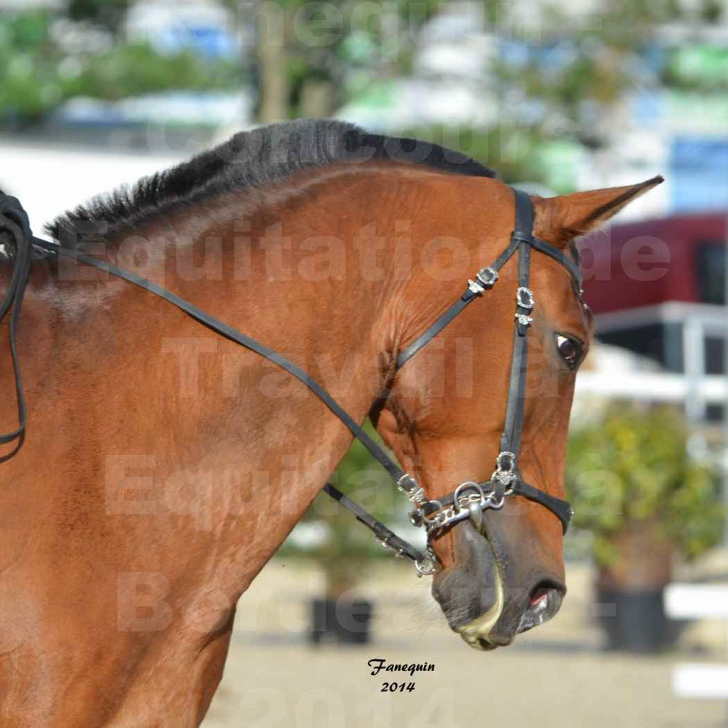 Salon Equitaine Bordeaux 2014 - Portraits de chevaux d'Equitation de travail - 87