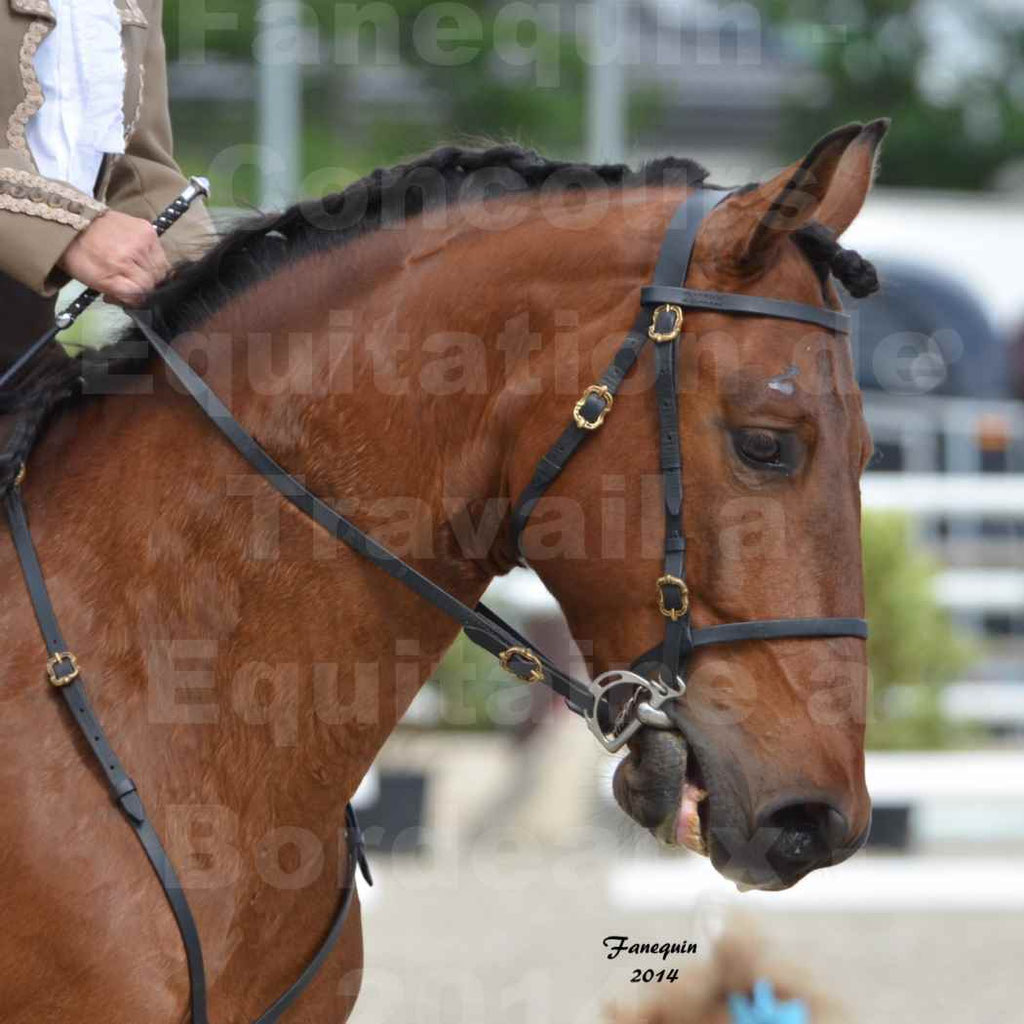 Salon Equitaine Bordeaux 2014 - Portraits de chevaux d'Equitation de travail - 28