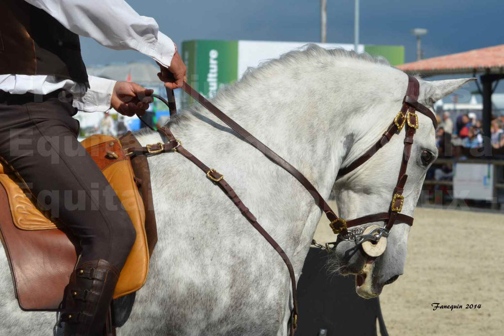 Salon Equitaine Bordeaux 2014 - Portraits de chevaux d'Equitation de travail - 68